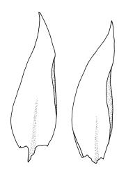 Tetraphidopsis pusilla, leaves. Drawn from B.H. Macmillan 89/205, CHR 456443.
 Image: R.C. Wagstaff © Landcare Research 2018 